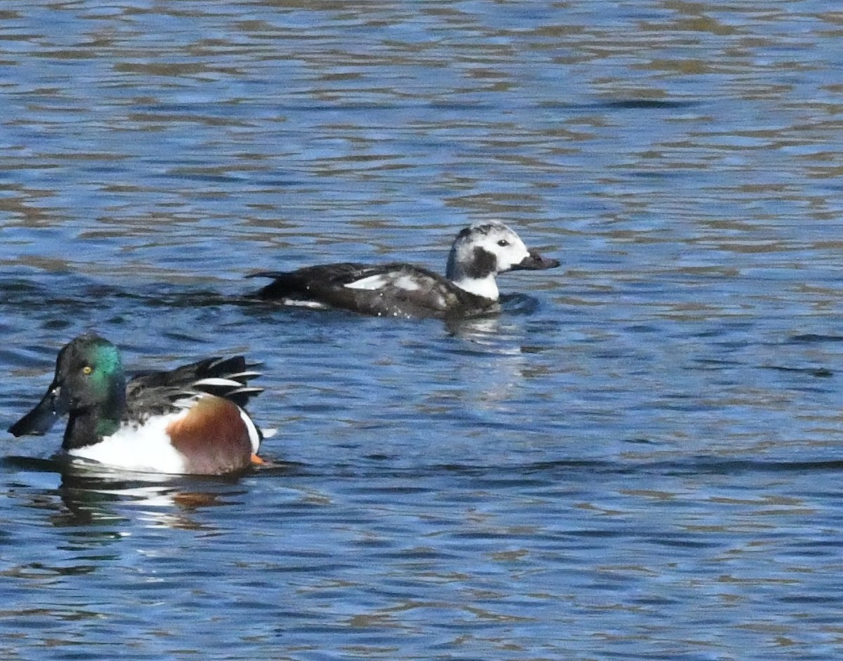 Long-tailed Duck - ML629163366
