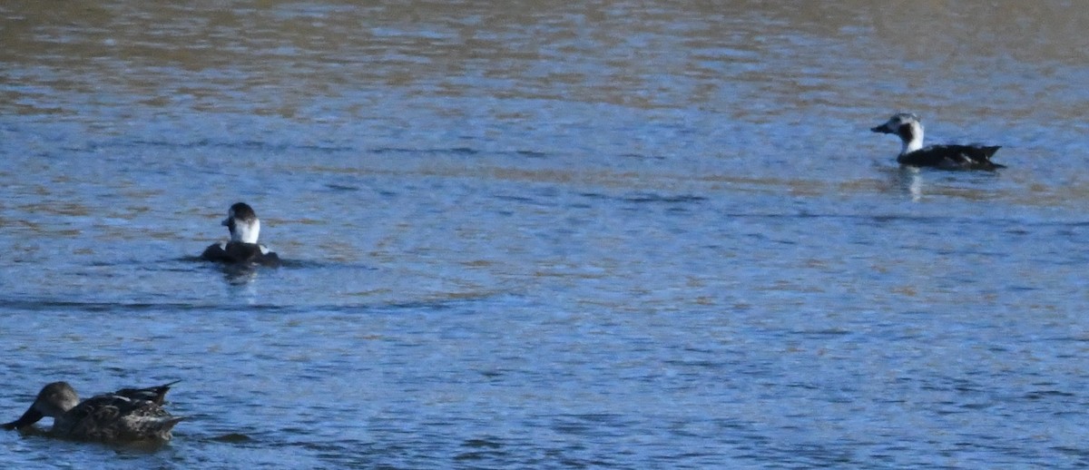 Long-tailed Duck - ML629163367