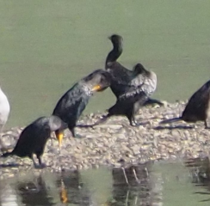 Double-crested Cormorant - ML629163437
