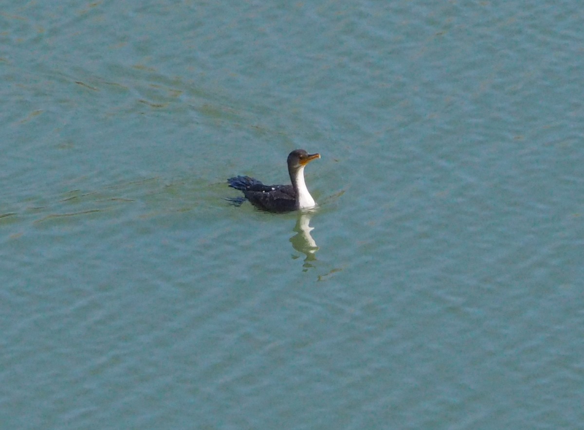 Double-crested Cormorant - ML629163438