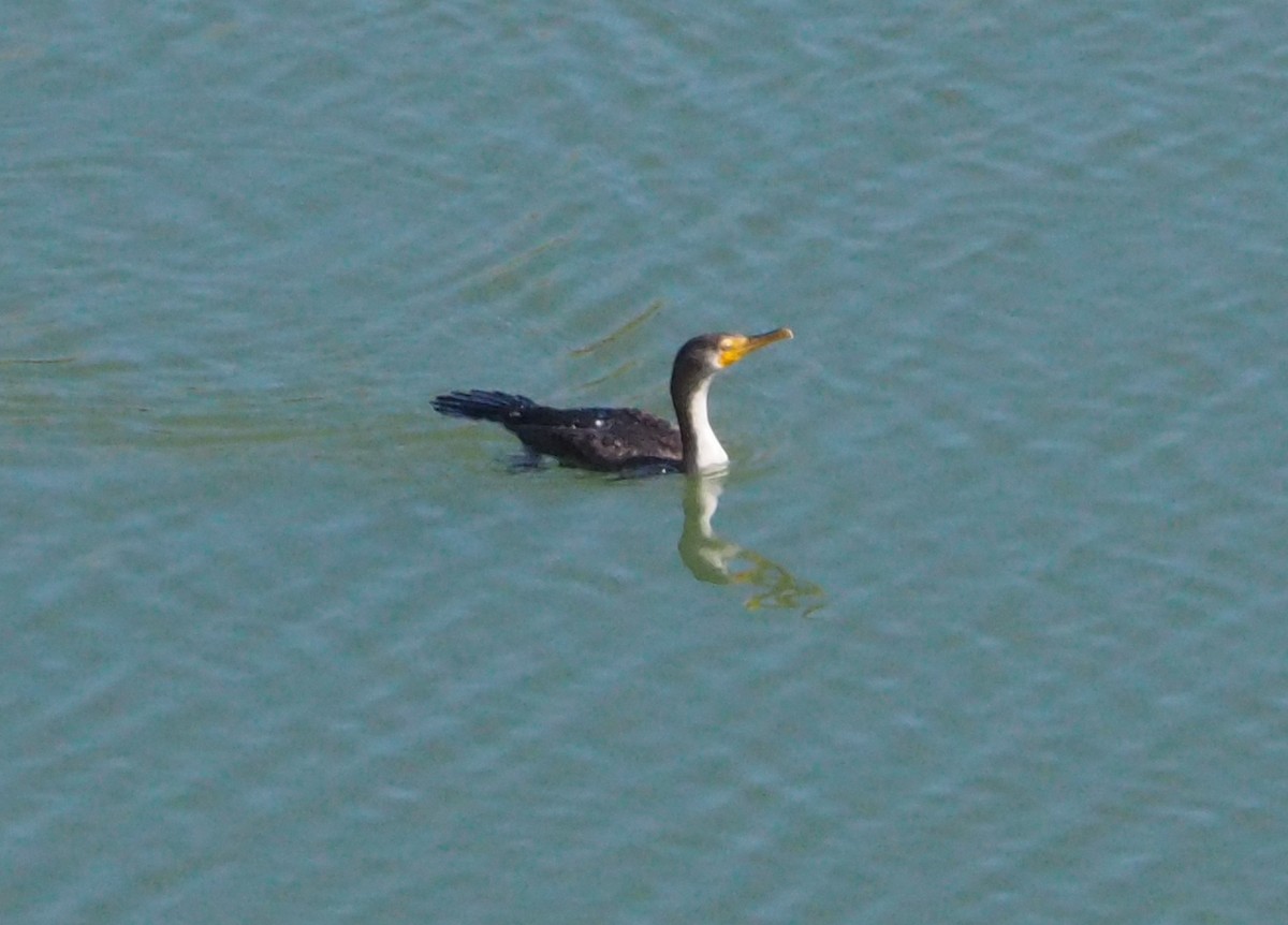 Double-crested Cormorant - ML629163439