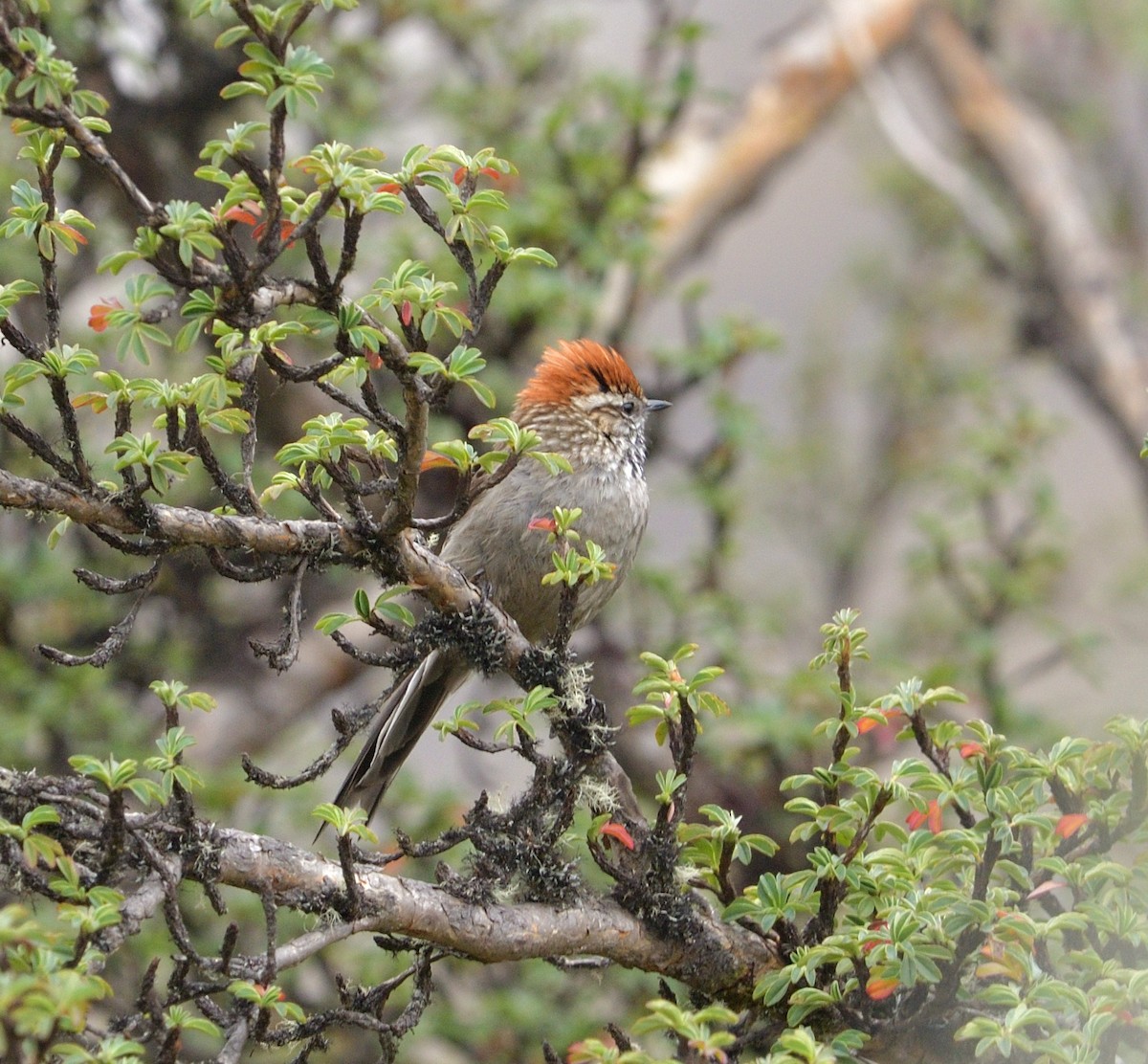 White-browed Tit-Spinetail - ML629163451