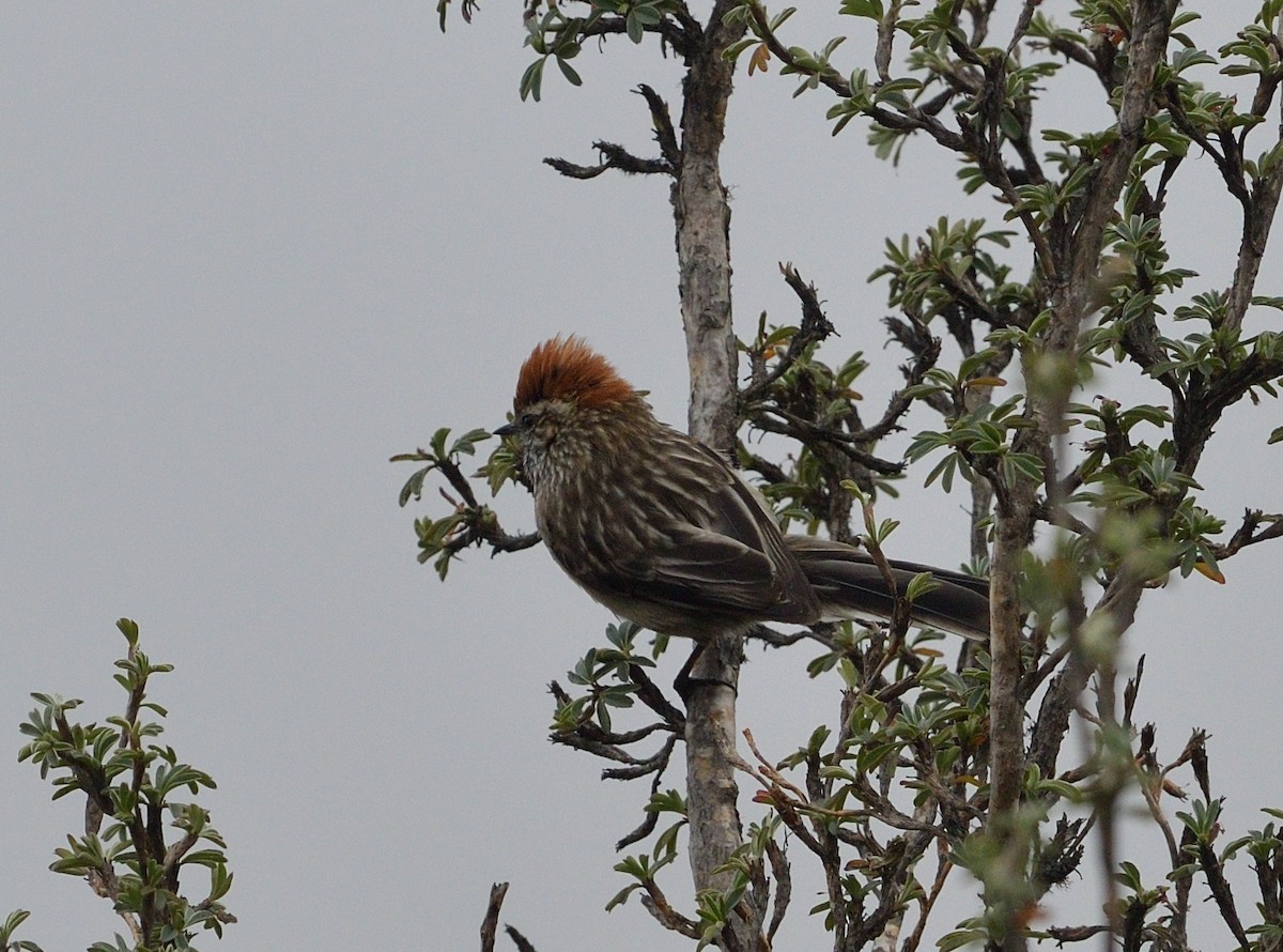 White-browed Tit-Spinetail - ML629163483