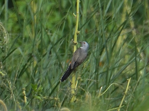 Plaintive Cuckoo - ML629163641