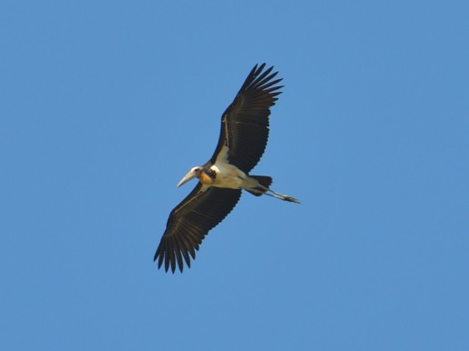 Lesser Adjutant - ML629163643