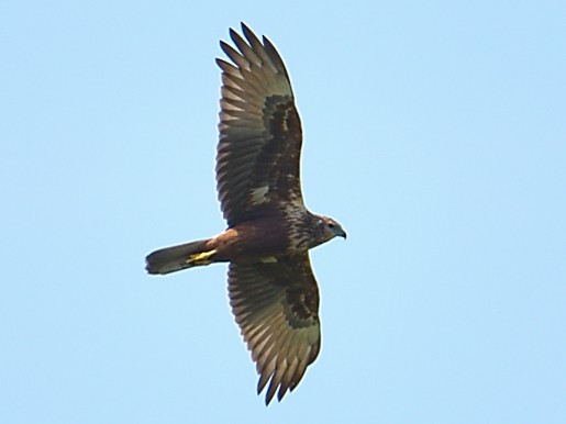 Eastern Marsh Harrier - ML629163651