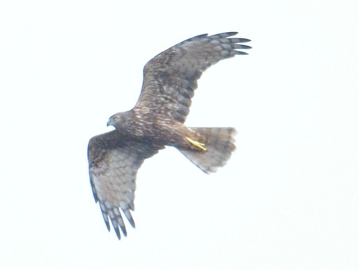 Eastern Marsh Harrier - ML629163652