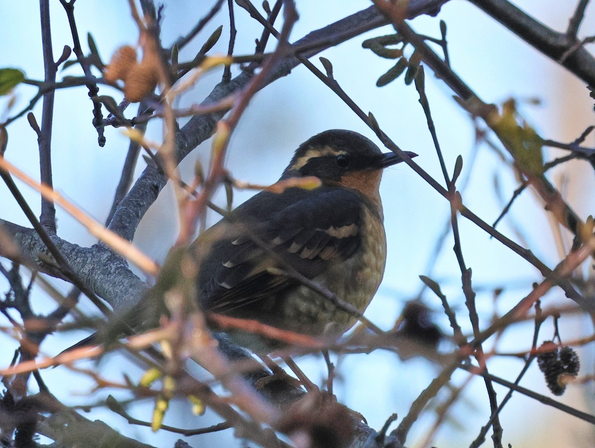 Varied Thrush - ML629163882