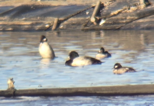 Тэнгисийн шумбуур - ML629163943