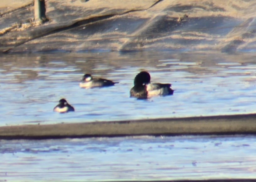 Тэнгисийн шумбуур - ML629163944