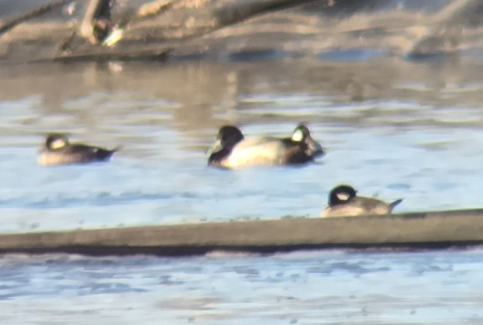 Тэнгисийн шумбуур - ML629163945