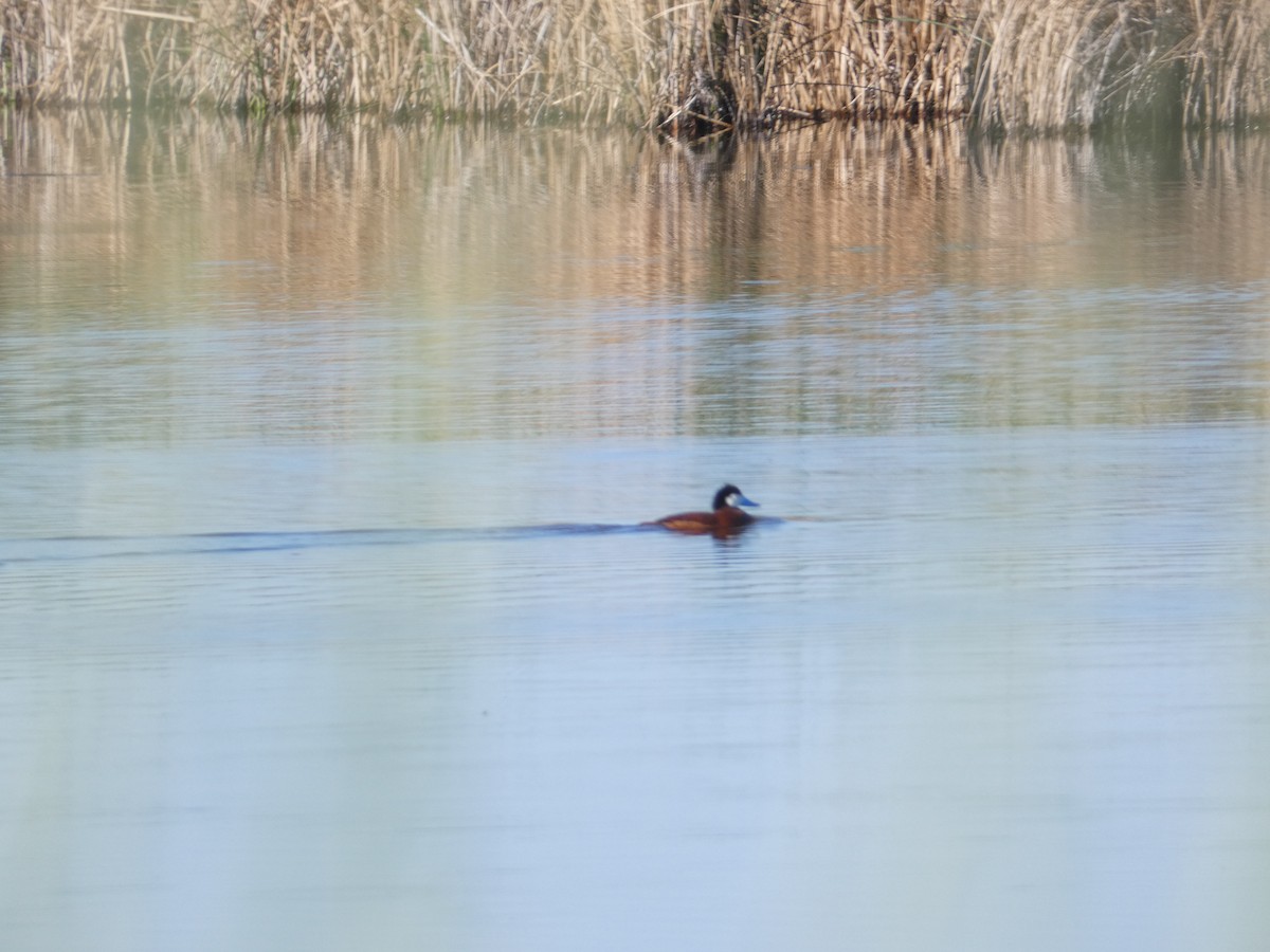 Ruddy Duck - Marguerite Tate