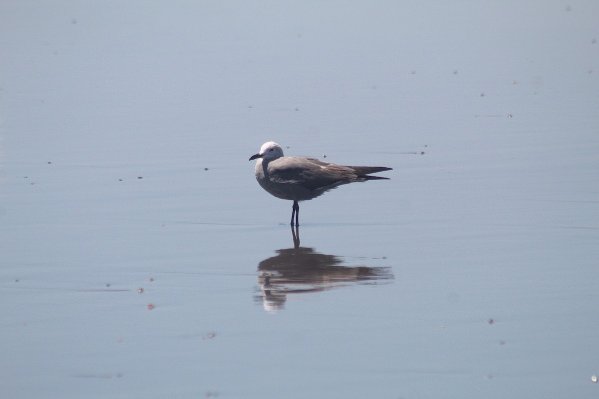 Gray Gull - ML629164295