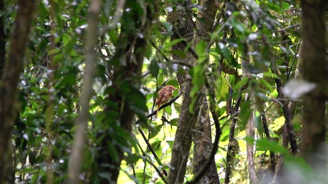 Porte-éventail de Swainson - ML629164366