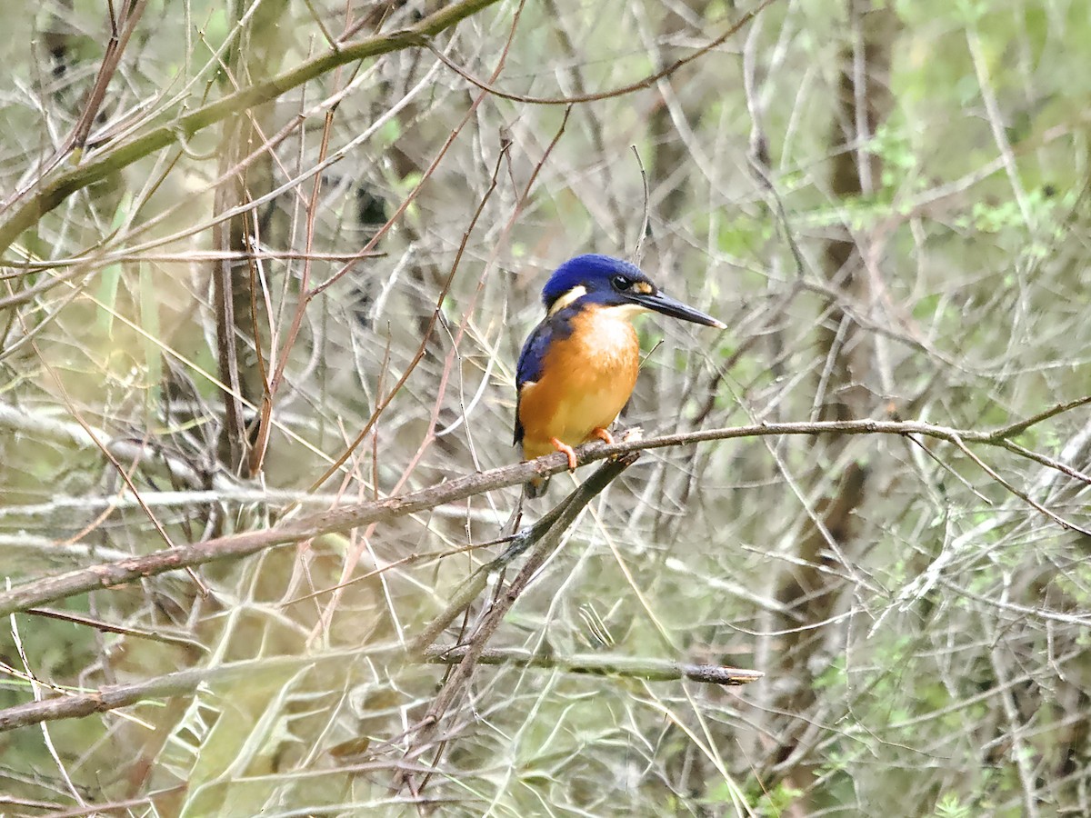 Azure Kingfisher - ML629164403