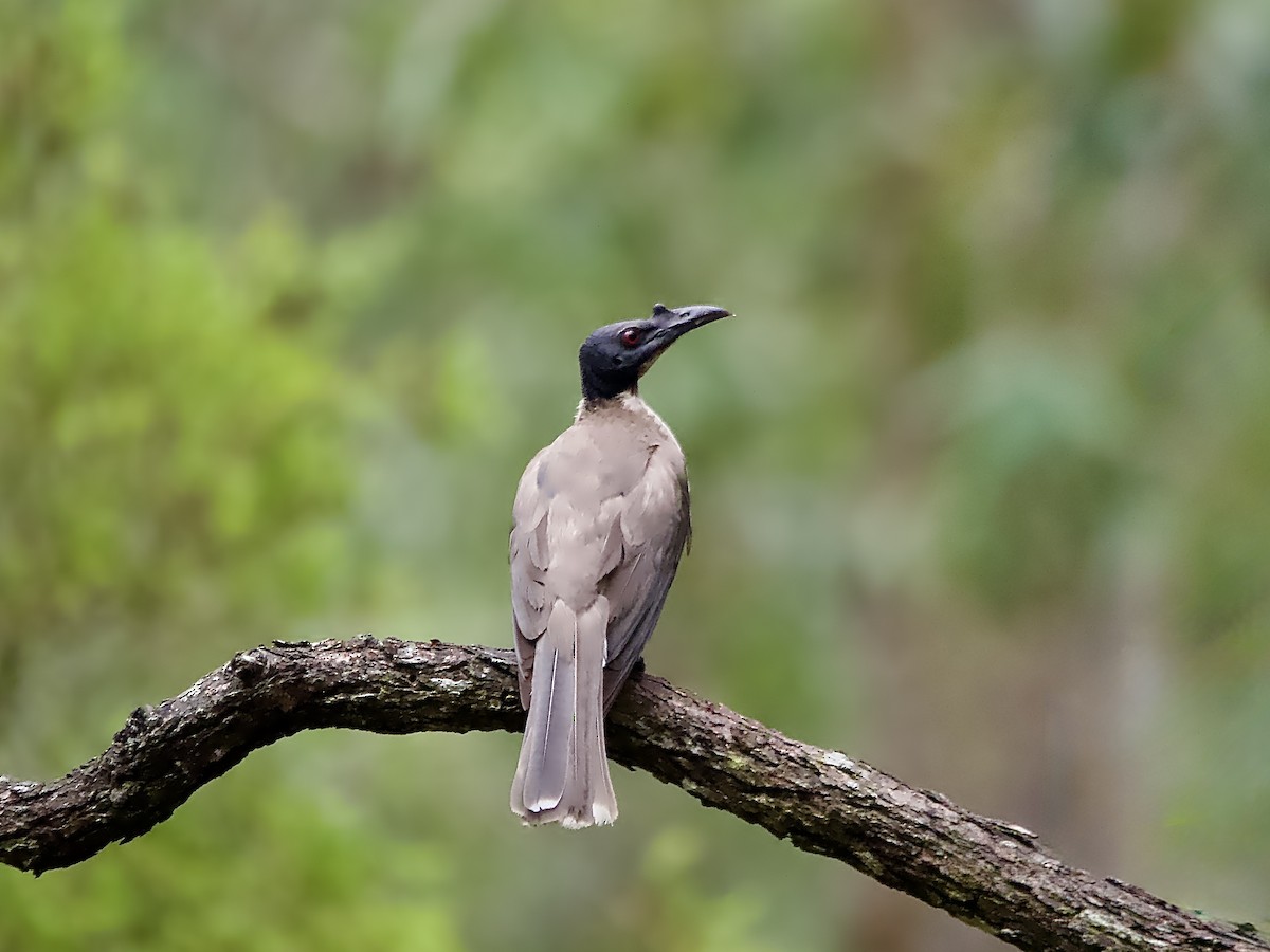 Noisy Friarbird - ML629164429