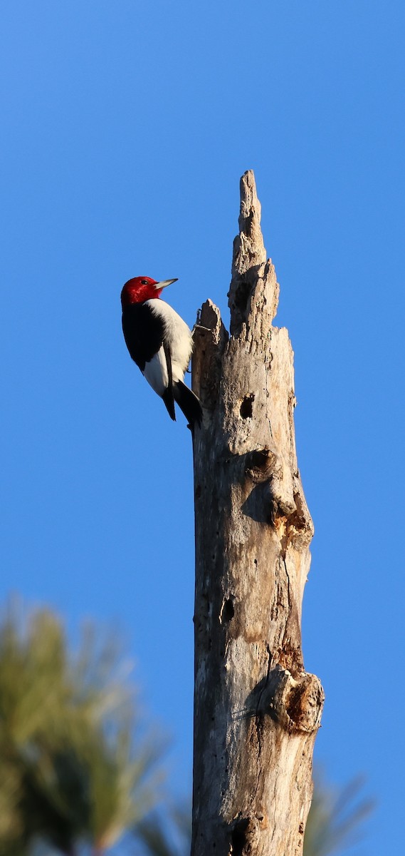 Red-headed Woodpecker - ML629164489