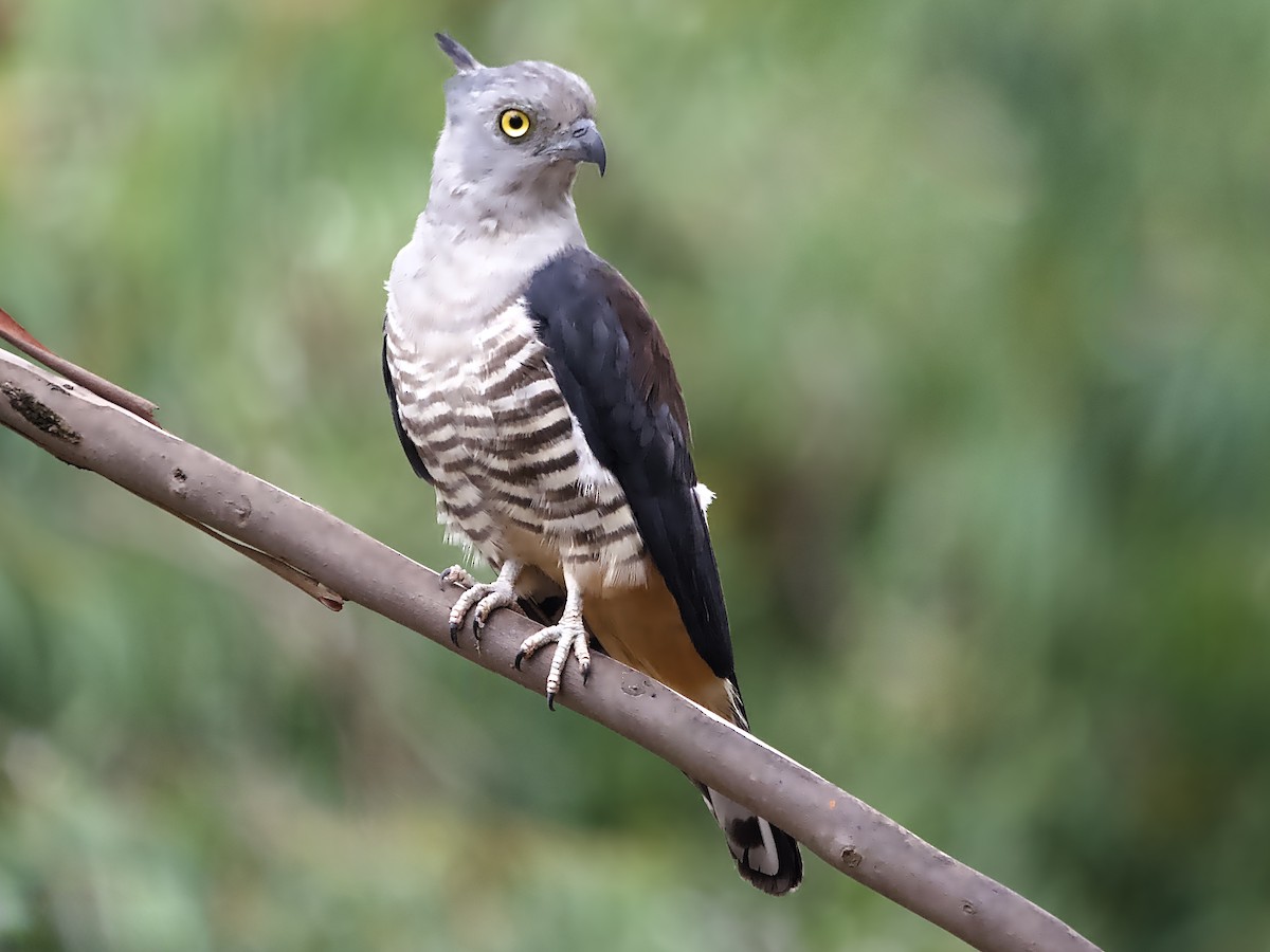 Pacific Baza - ML629164532