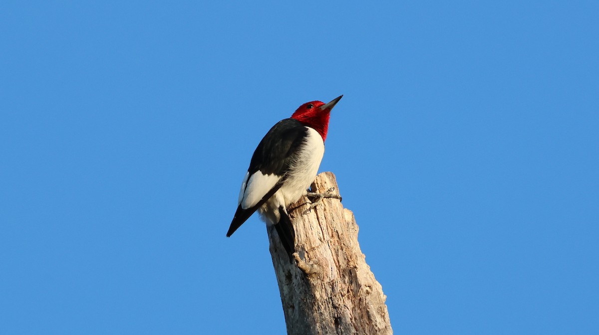 Red-headed Woodpecker - ML629164558