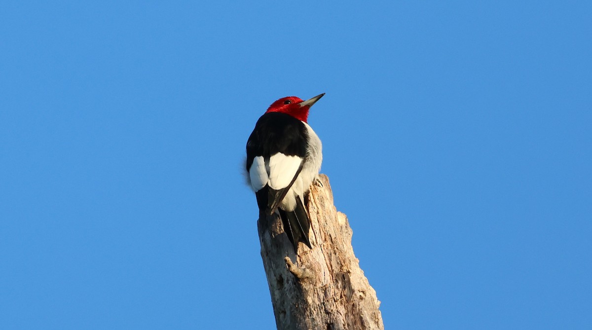 Red-headed Woodpecker - ML629164569