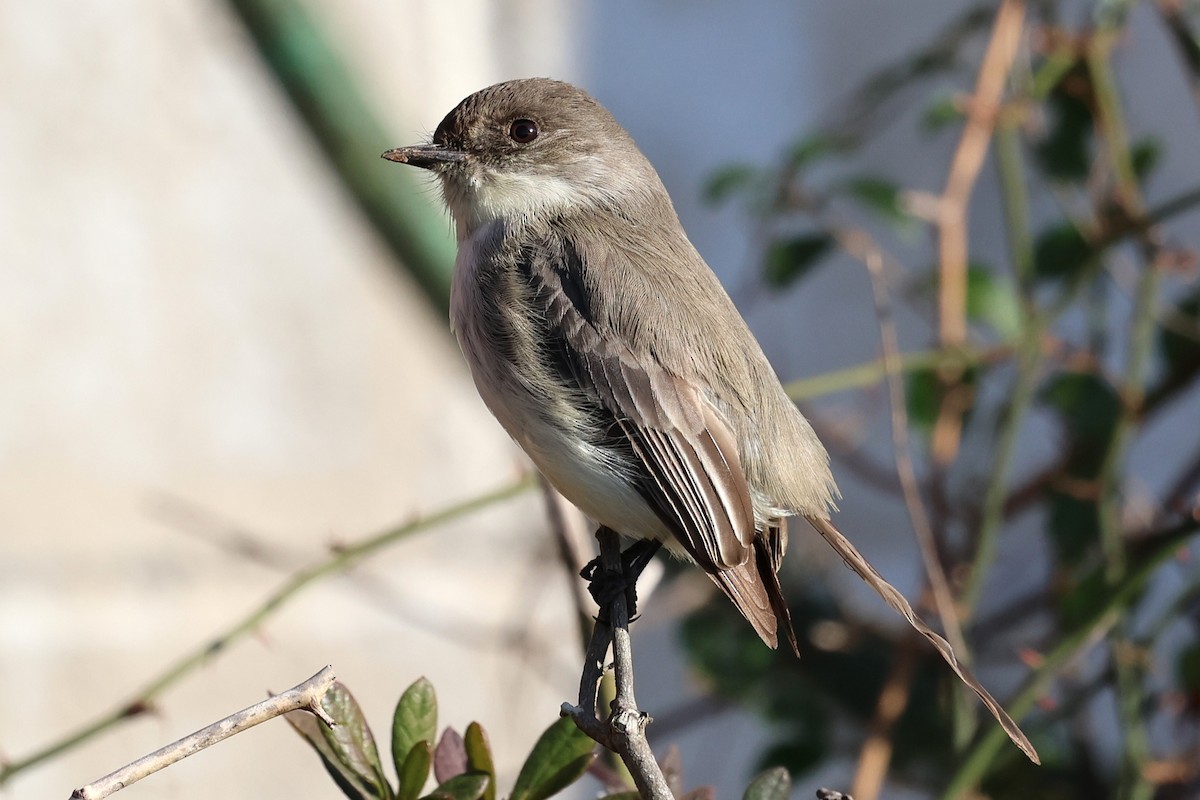 Eastern Phoebe - ML629164610