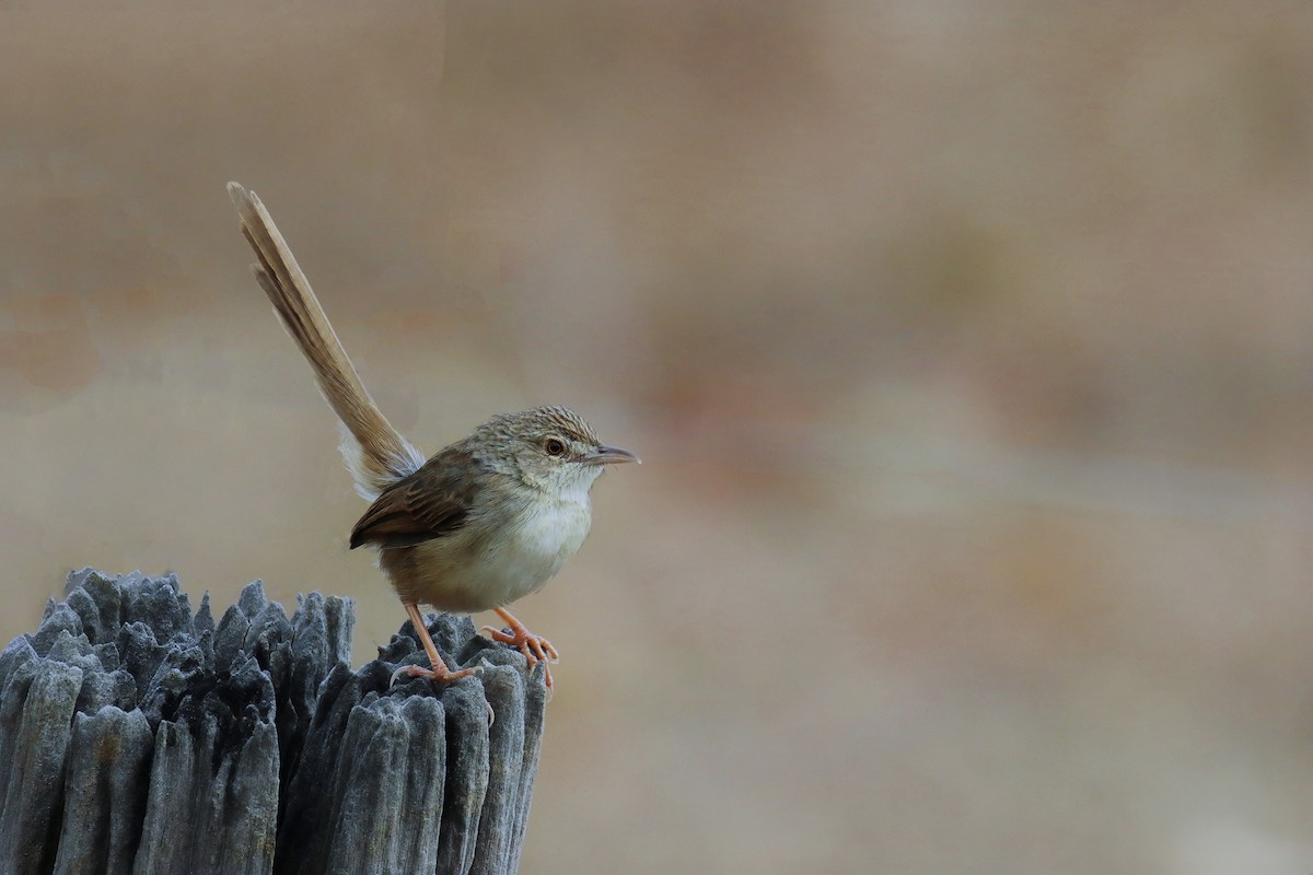 Prinia des montagnes - ML629164716