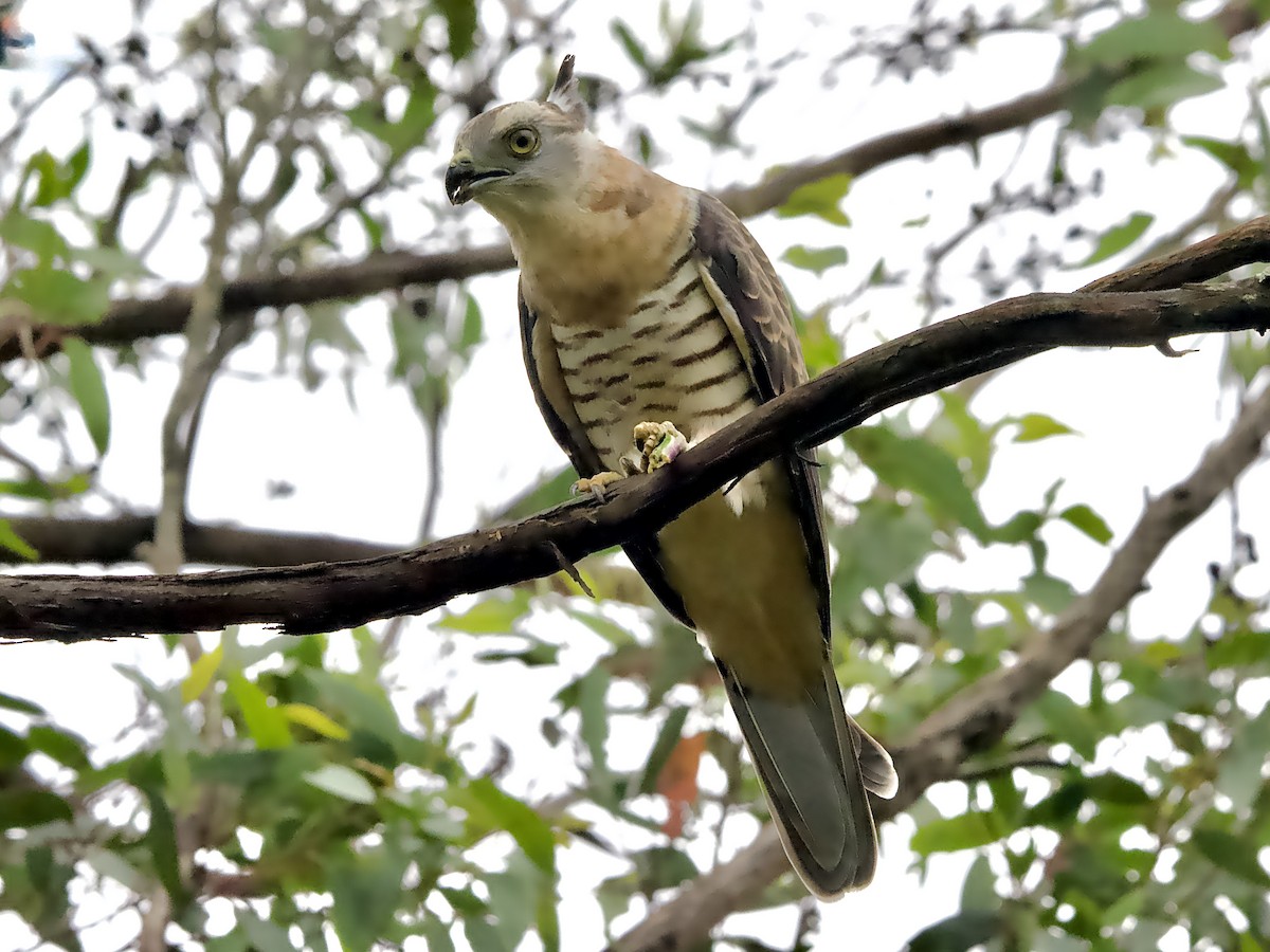 Pacific Baza - ML629164734