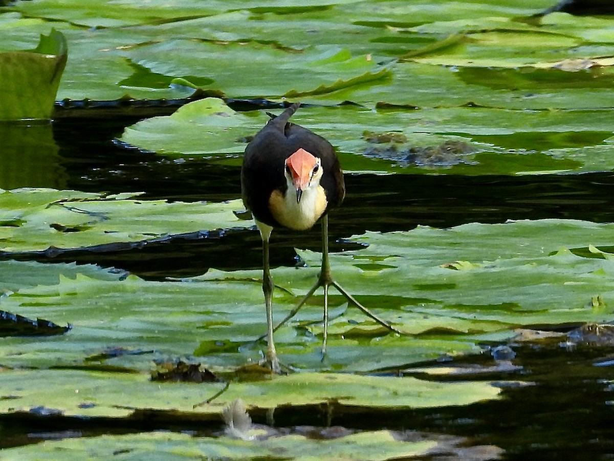 トサカレンカク - ML629164739