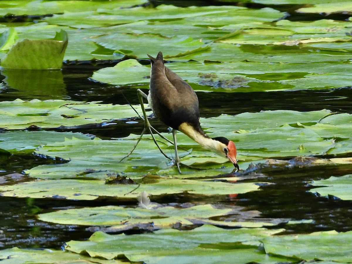 トサカレンカク - ML629164742