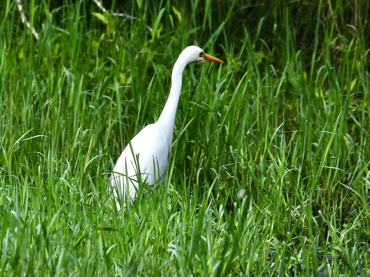 オーストラリアチュウサギ - ML629164866