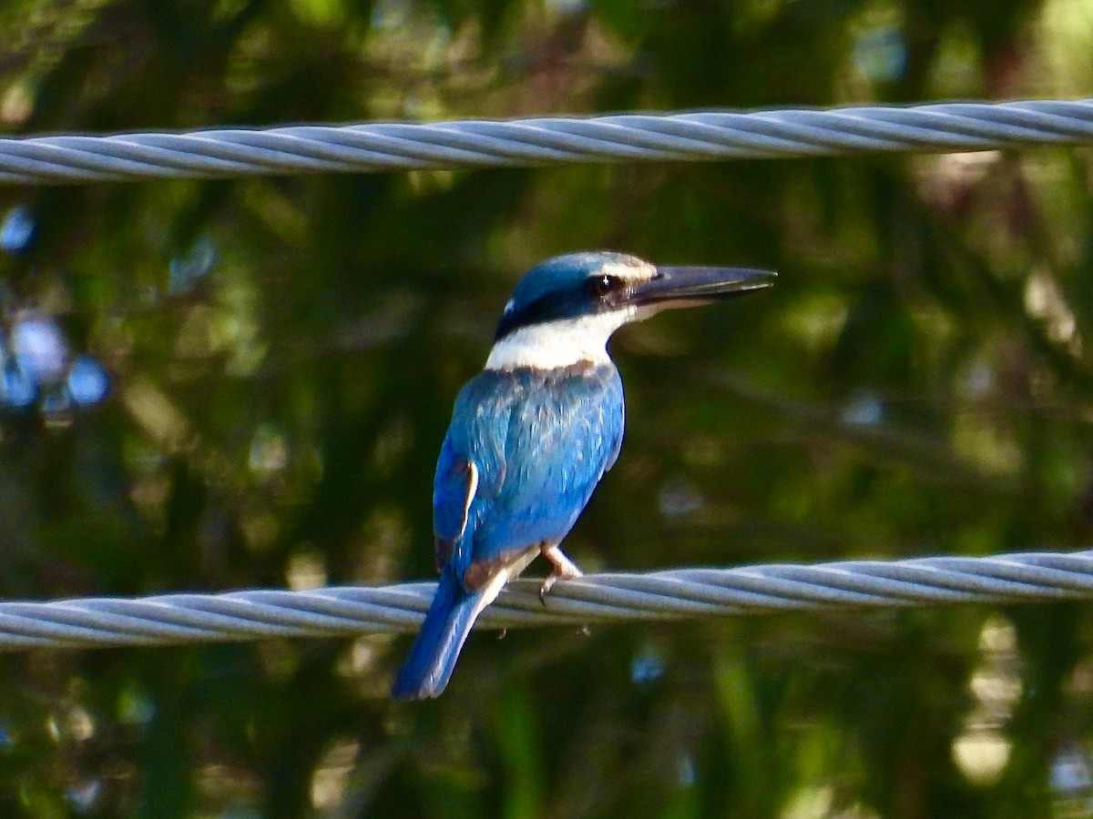 ヒジリショウビン - ML629164892