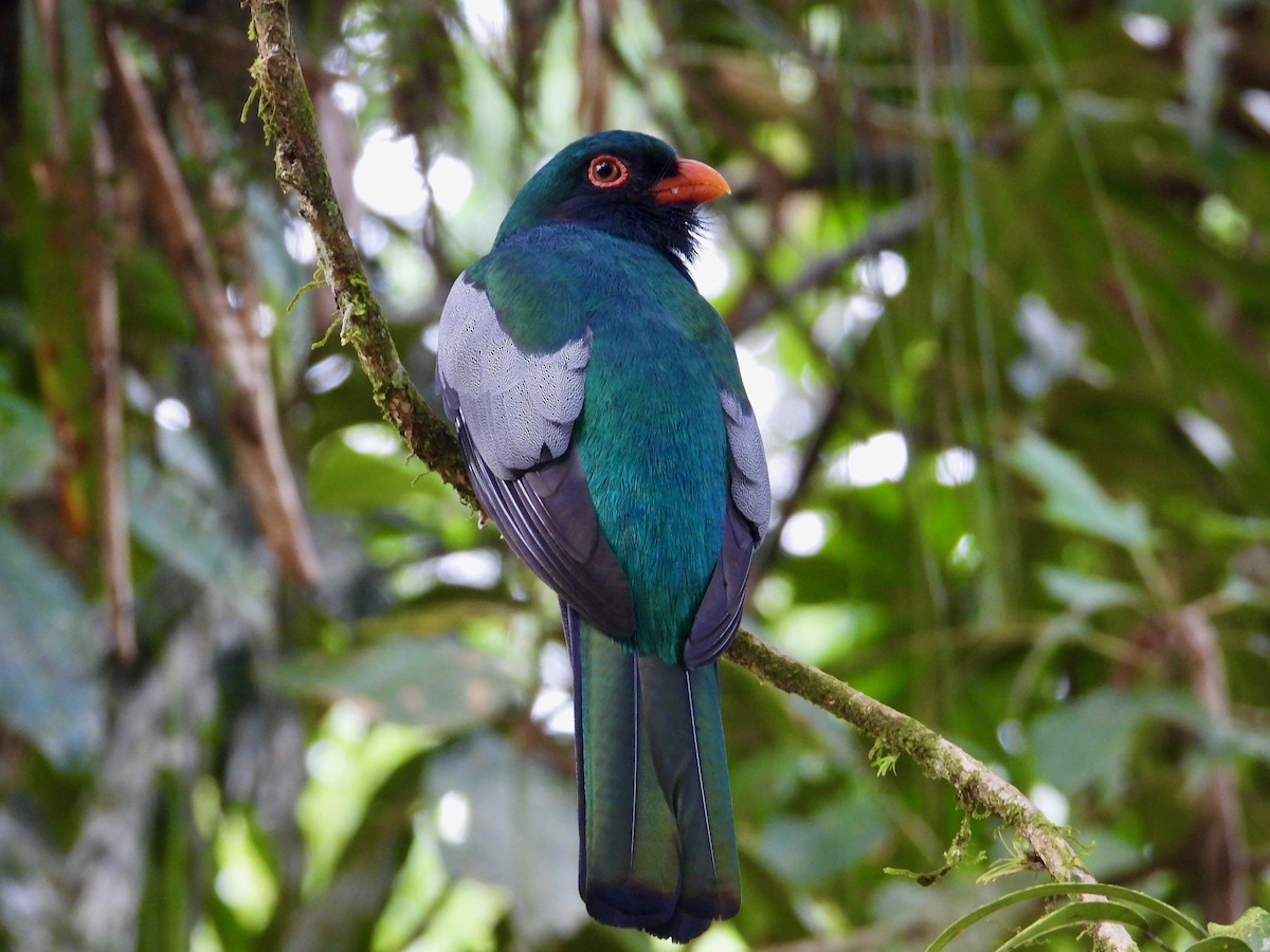 Slaty-tailed Trogon - Kisa Weeman