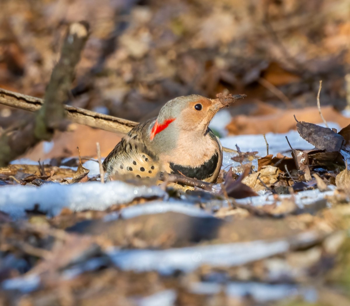 Northern Flicker - ML629165069