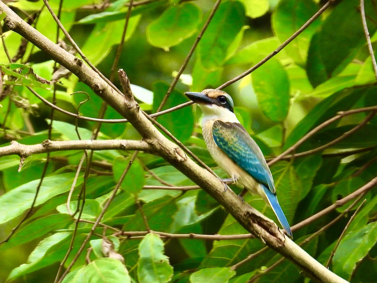 Sacred Kingfisher - ML629165302