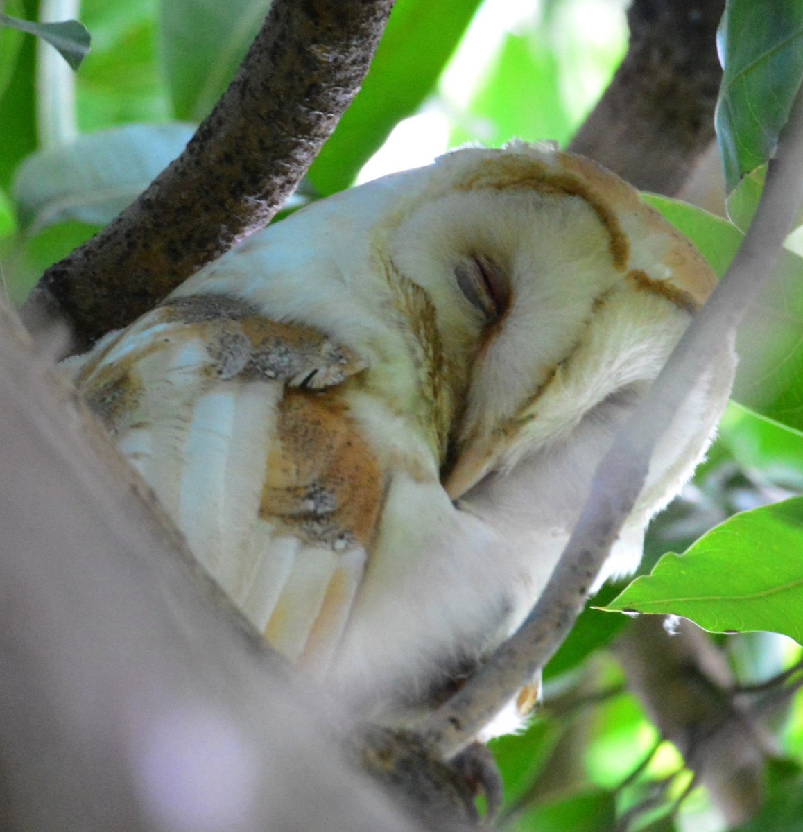 American Barn Owl (White-winged) - ML629165727