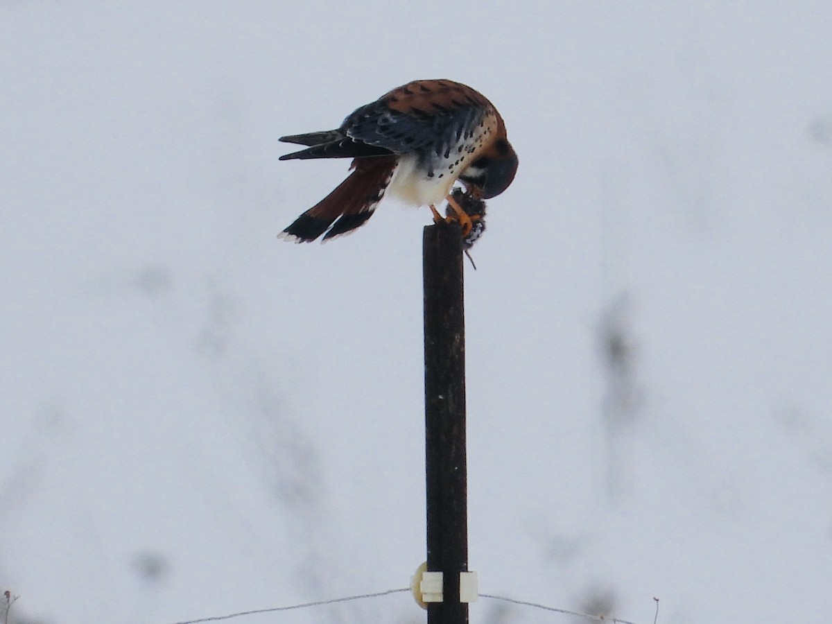 Buntfalke - ML629165820