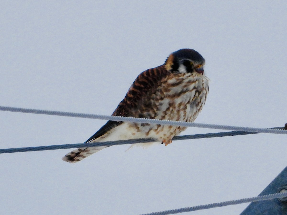 Buntfalke - ML629165823