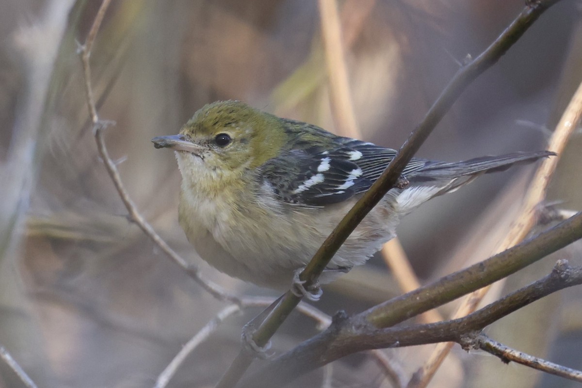 Bay-breasted Warbler - ML629165958