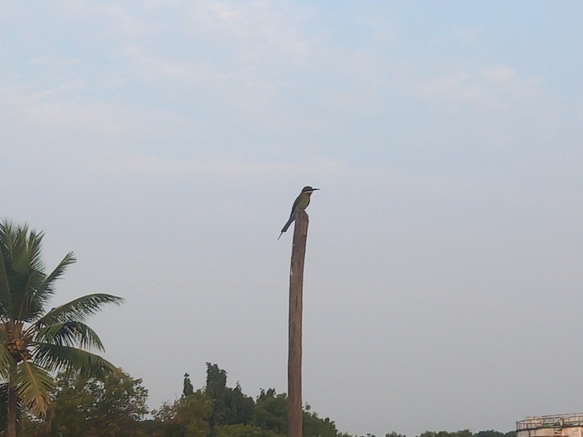 שרקרק חום כיפה - ML629165963
