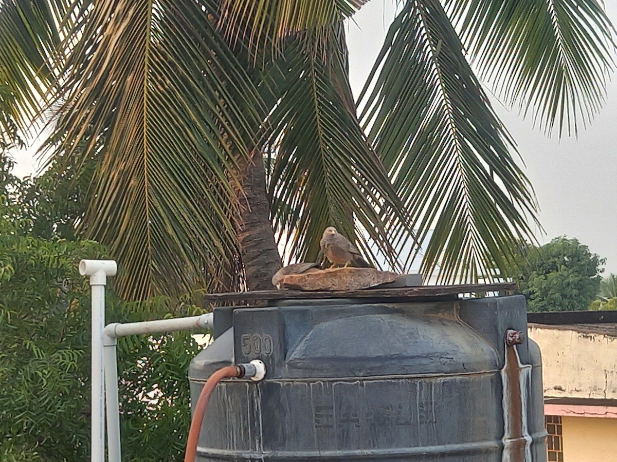 Yellow-billed Babbler - ML629165967