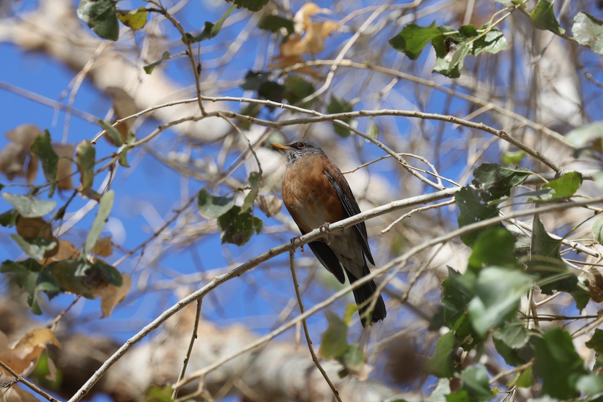 Rufous-backed Robin - ML629165975