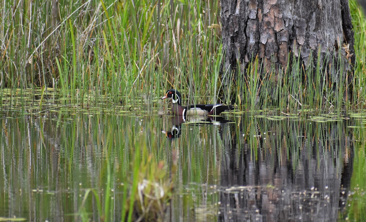 Wood Duck - ML629166034
