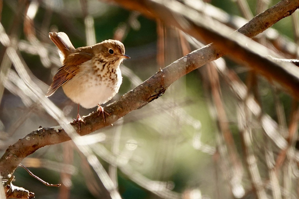 Hermit Thrush - ML629166088