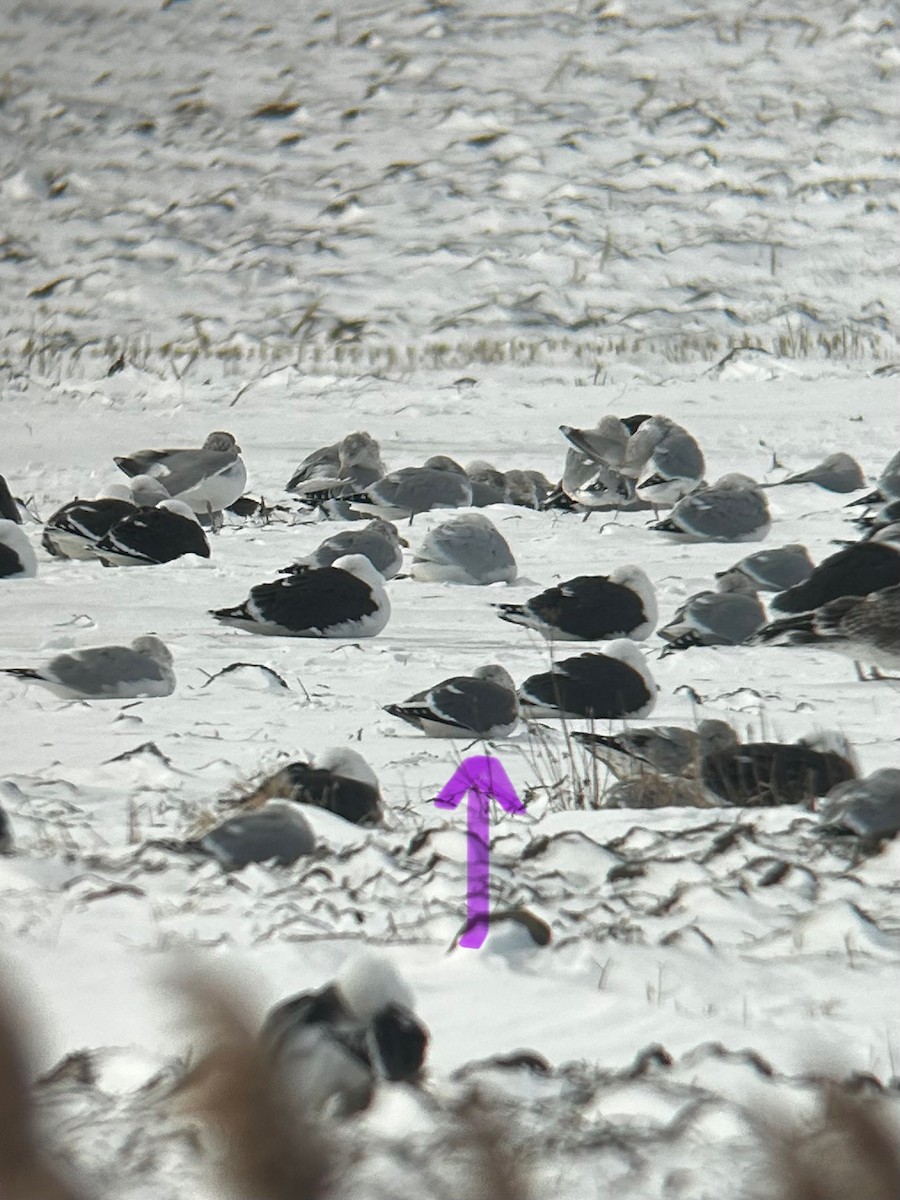 racek sp. - ML629166447