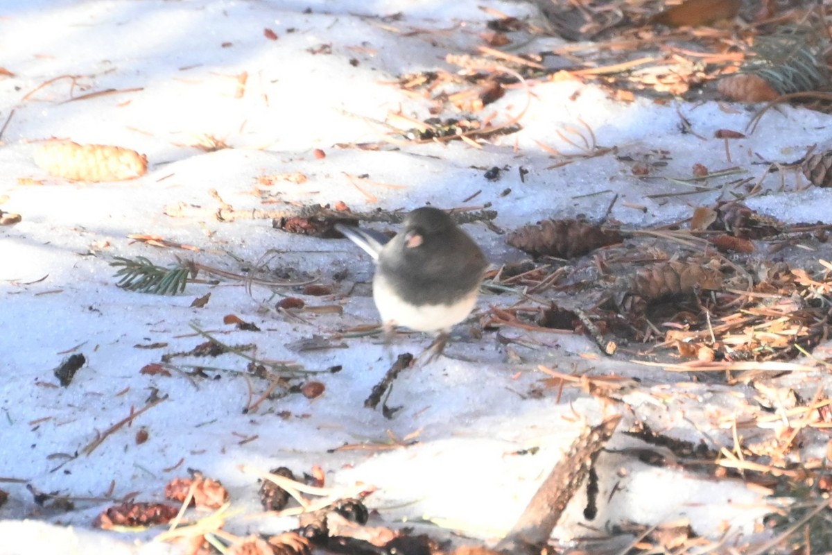 Dark-eyed Junco - ML629166524