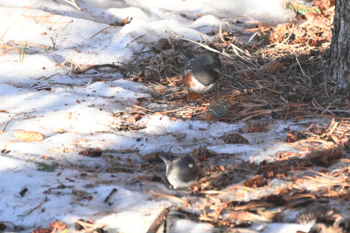 Dark-eyed Junco - ML629166525