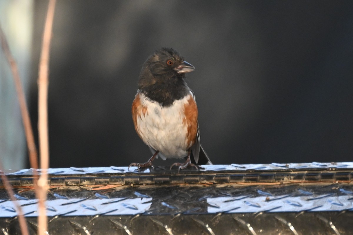 Spotted Towhee - ML629166533