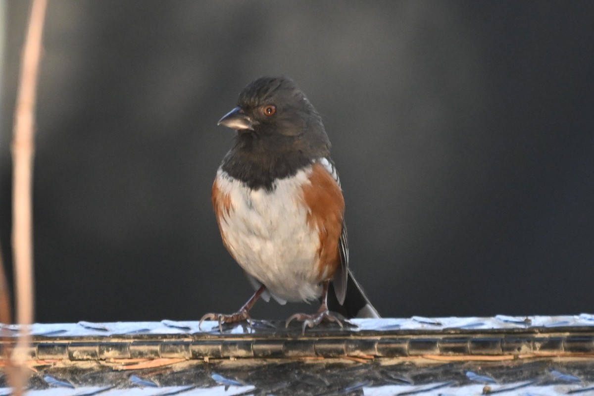 Spotted Towhee - ML629166539