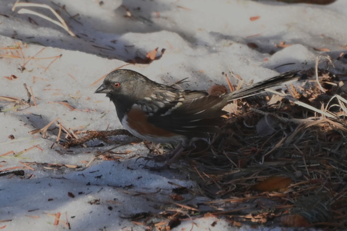 Spotted Towhee - ML629166542