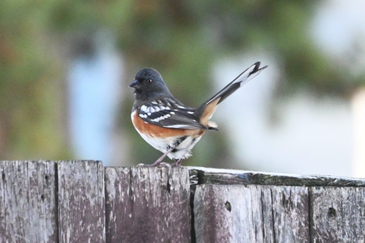 Spotted Towhee - ML629166544